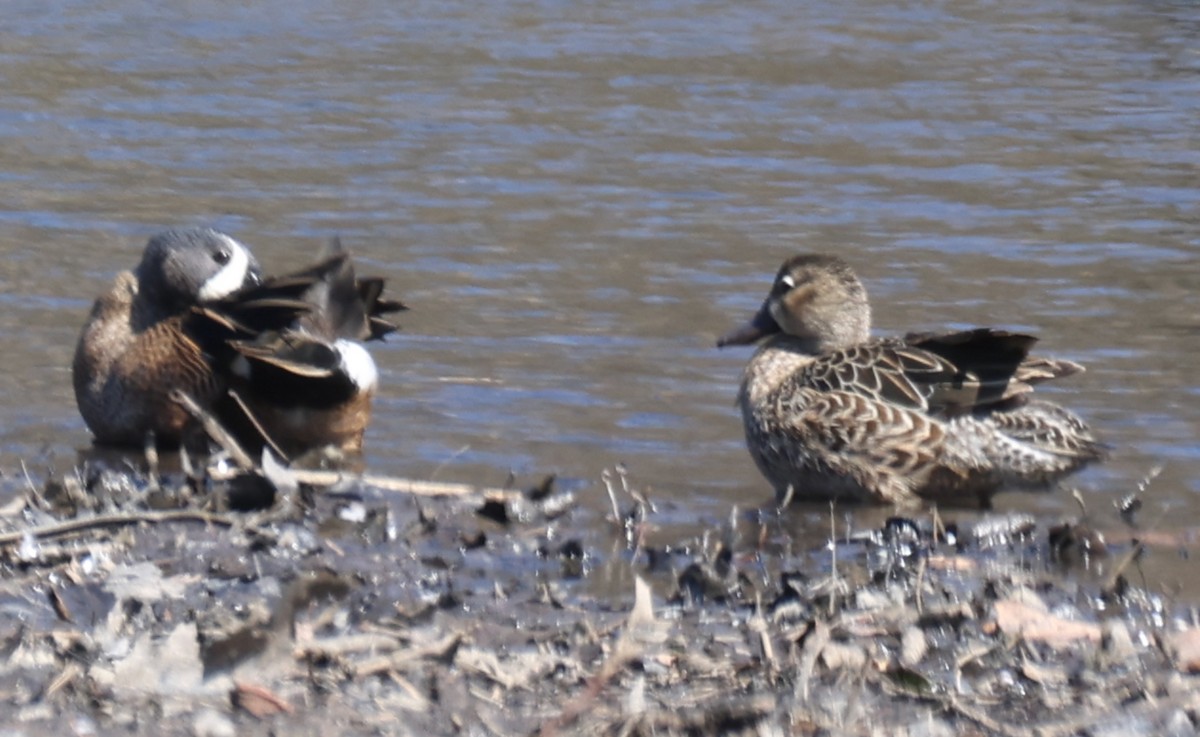 Blue-winged Teal - ML616637631