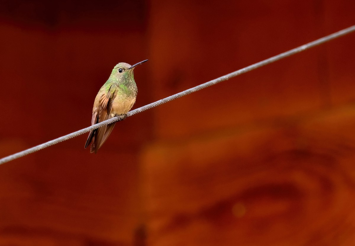 Berylline Hummingbird - Lon Baumgardt