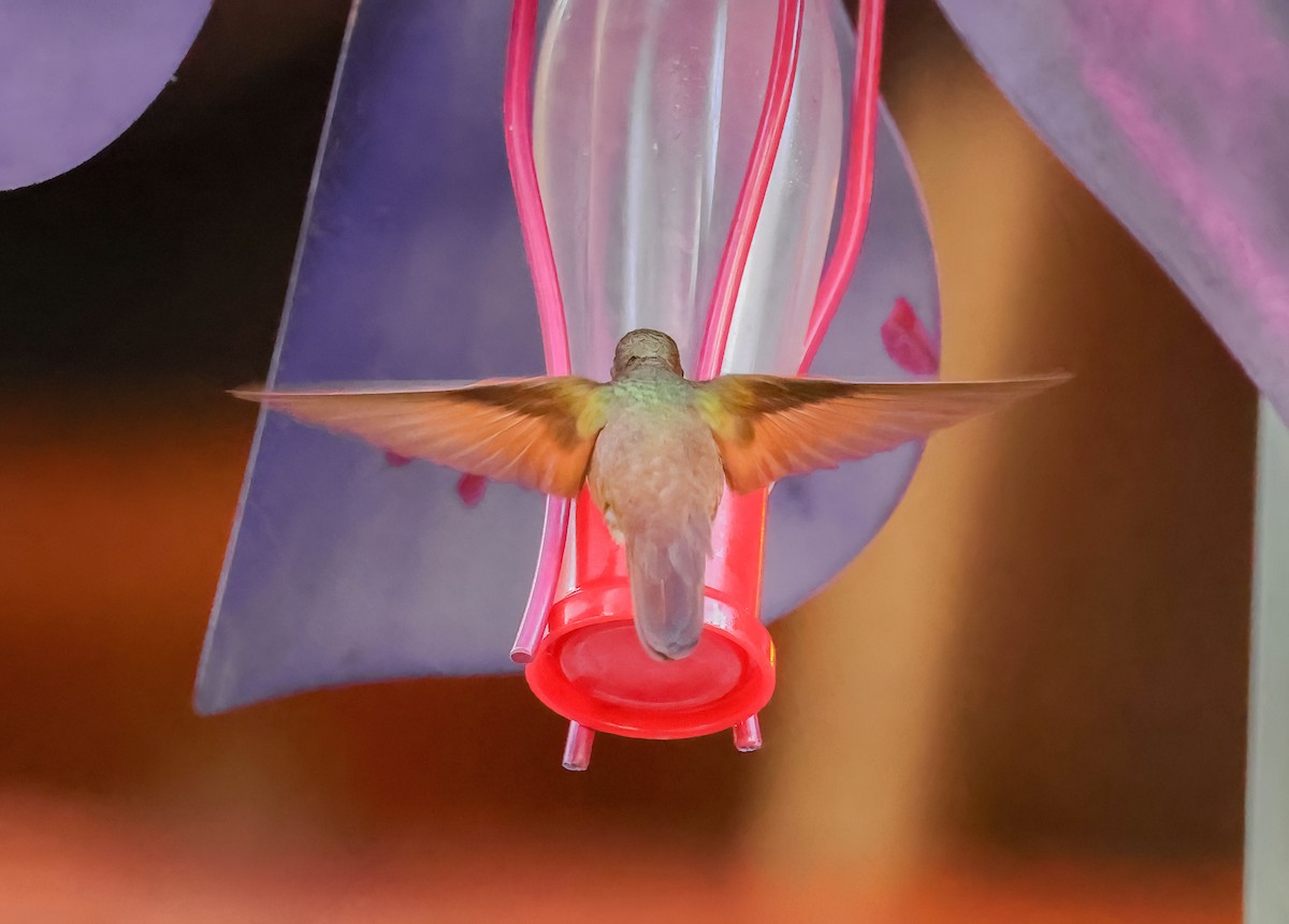 Berylline Hummingbird - Lon Baumgardt