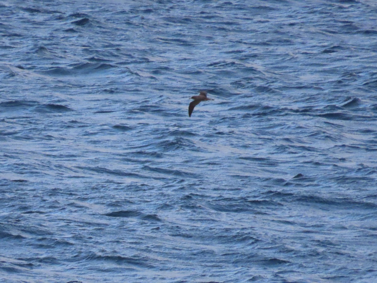 Cory's Shearwater - ML616637643