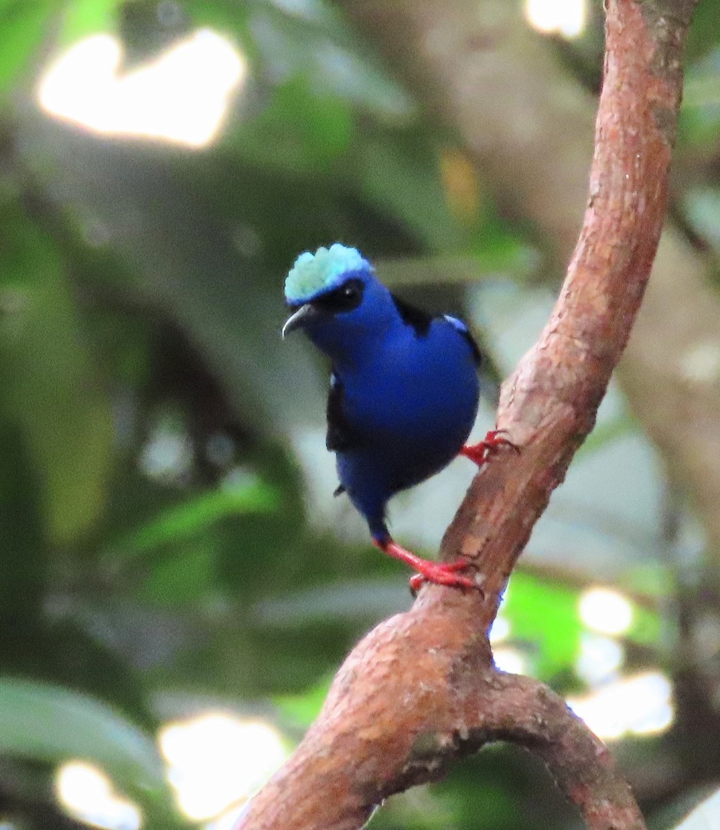 Red-legged Honeycreeper - ML616637651