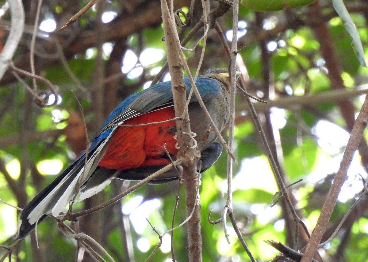 Narina Trogon - Carlos Alberto Ramírez