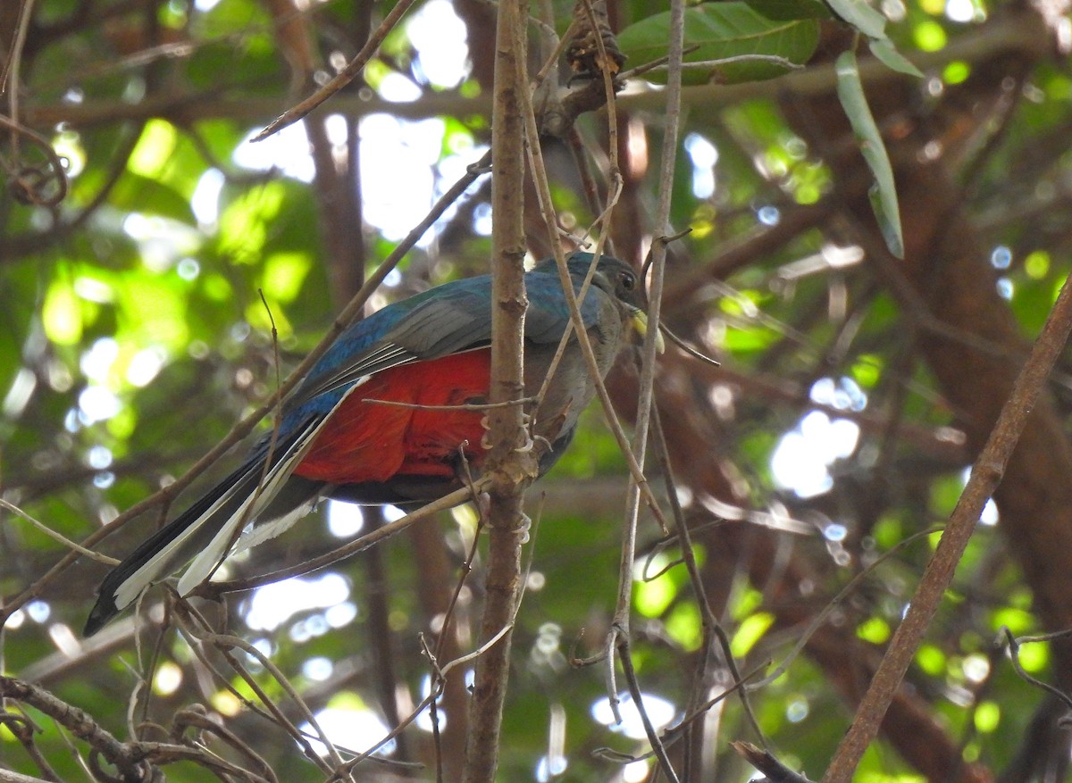 Narina Trogon - Carlos Alberto Ramírez