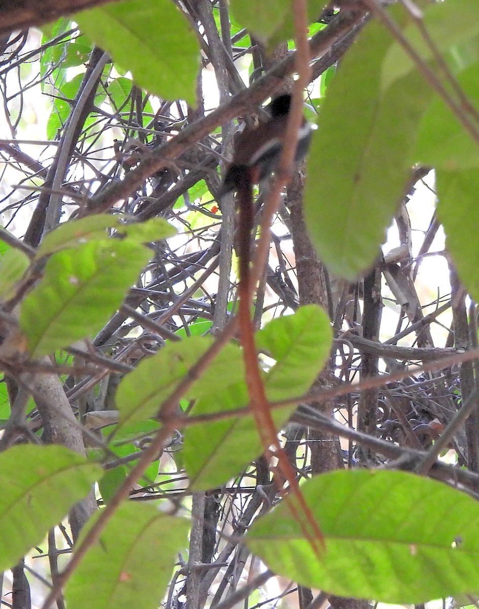 African Paradise-Flycatcher - Carlos Alberto Ramírez