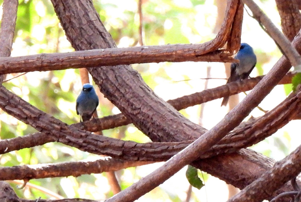 African Blue Flycatcher - ML616637819