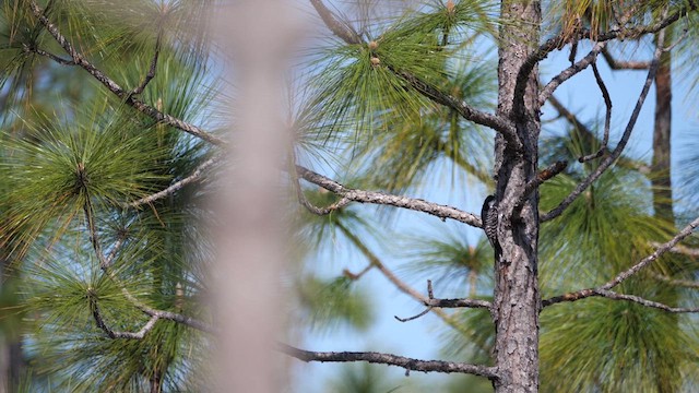 Red-cockaded Woodpecker - ML616637879