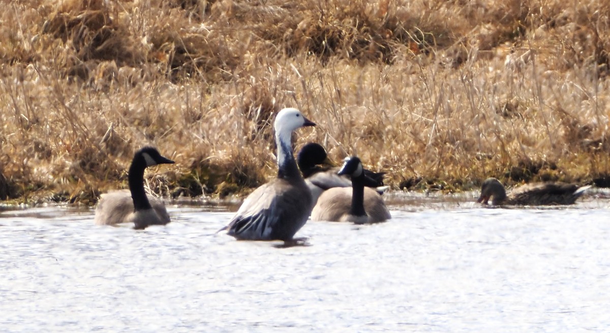 Snow Goose - ML616637896