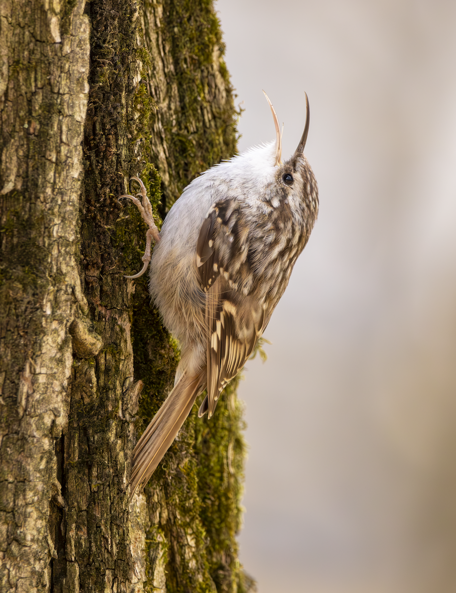 Short-toed Treecreeper - ML616637959