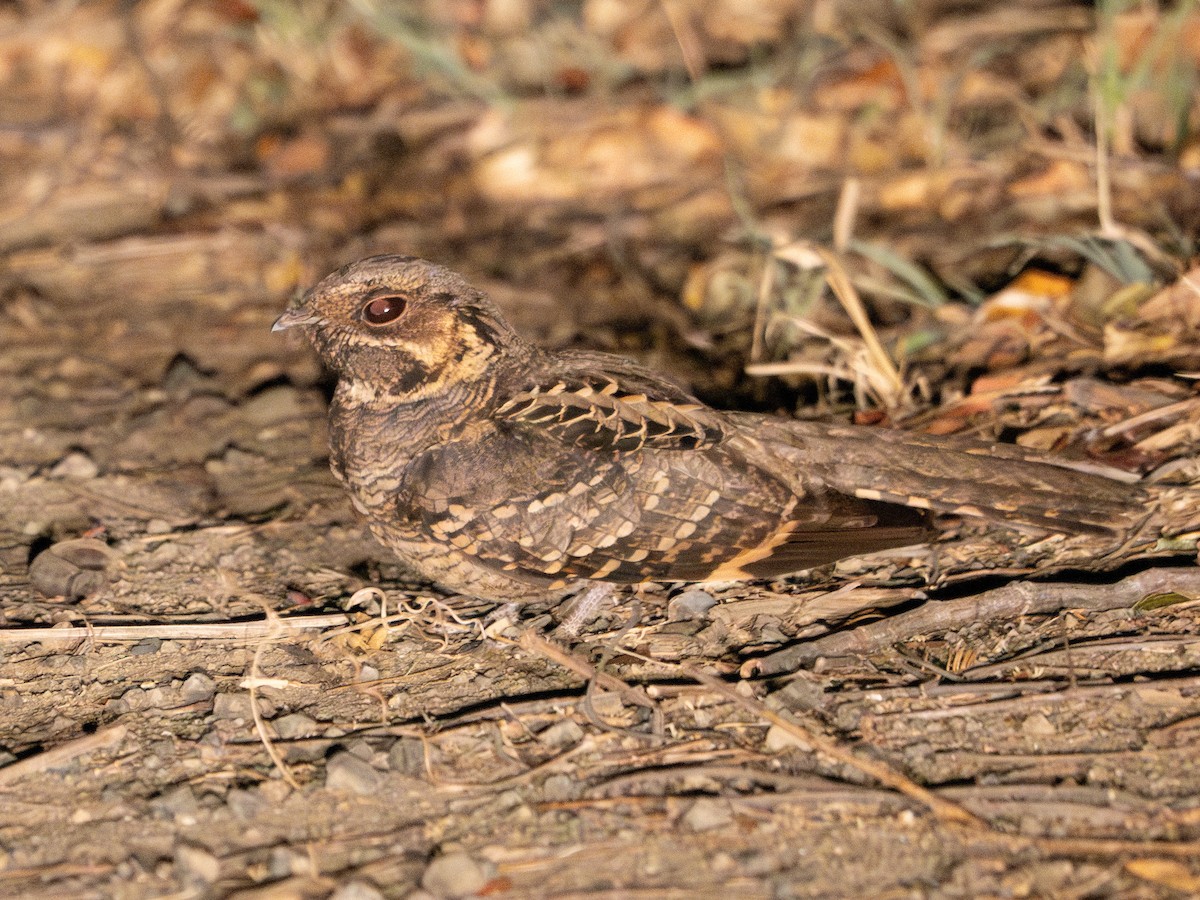 Common Pauraque - Scott Stafford