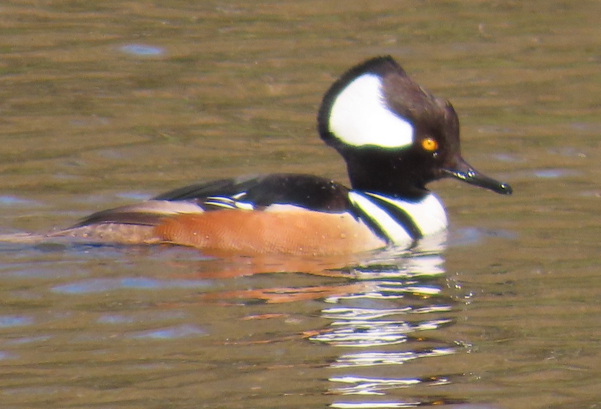 Hooded Merganser - ML616638026