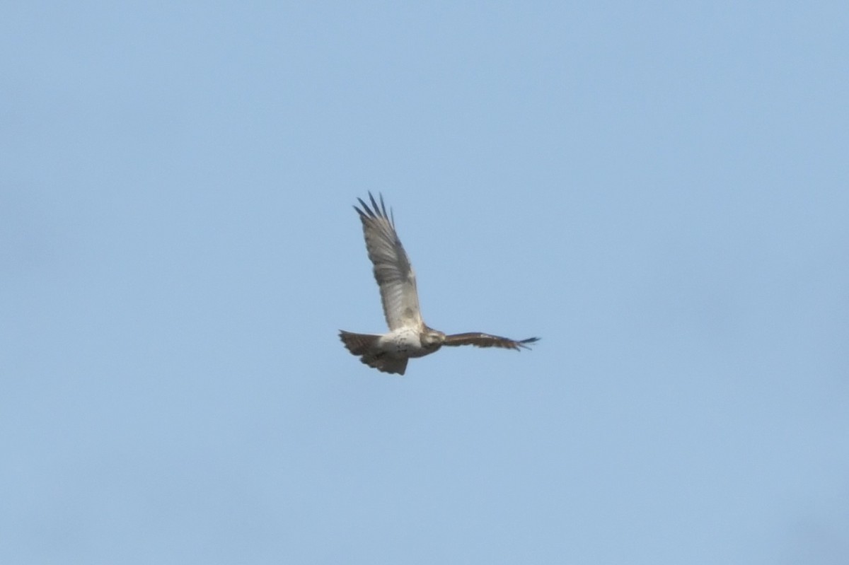 Red-shouldered Hawk - ML616638065