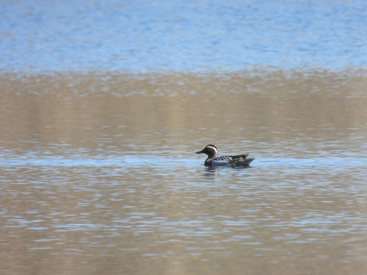 Garganey - ML616638090