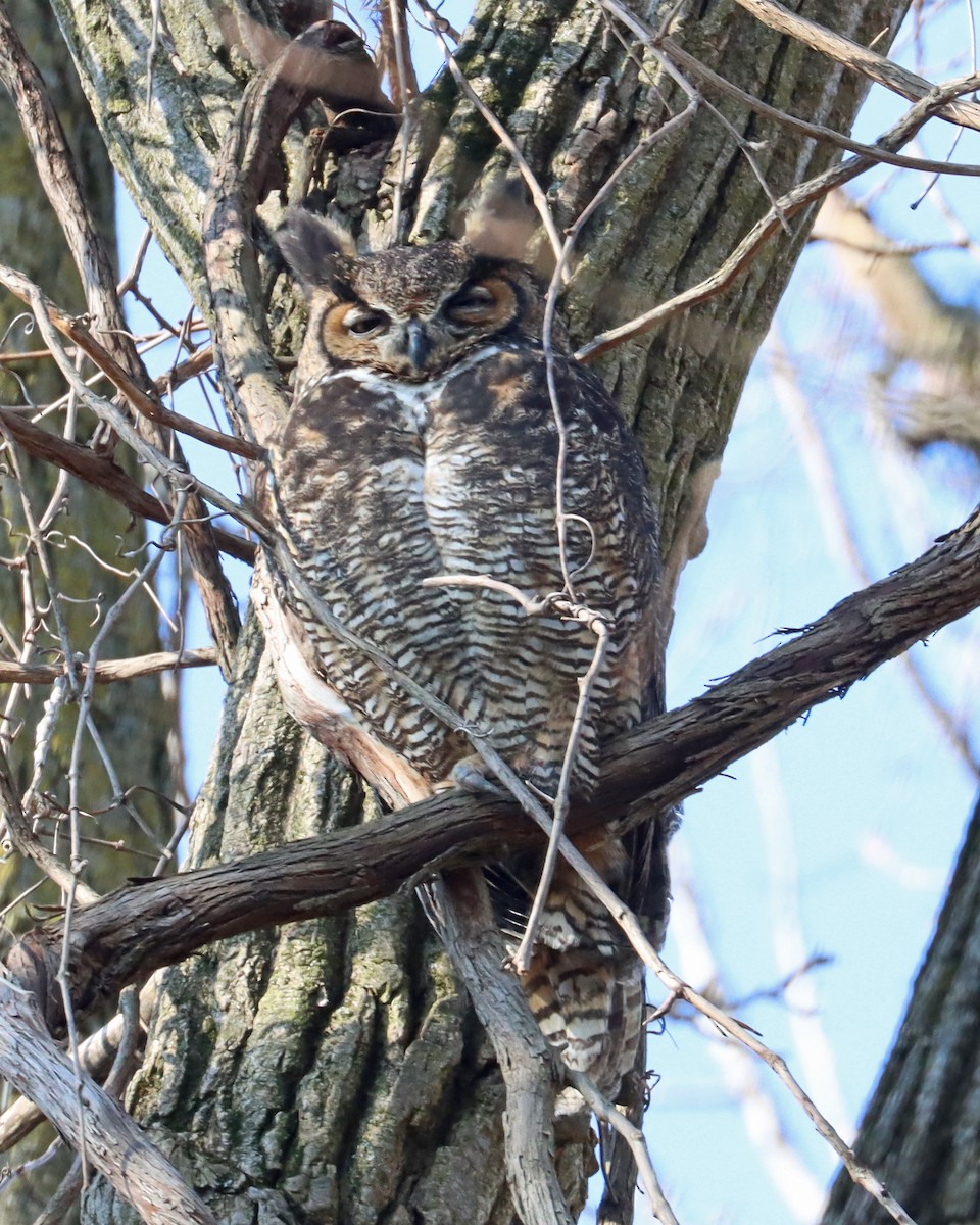 Great Horned Owl - ML616638091