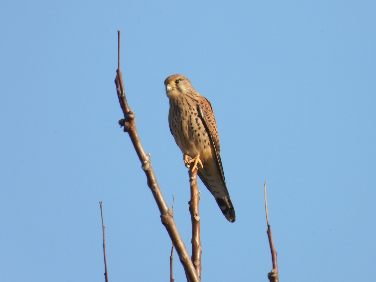 Eurasian Kestrel - ML616638131