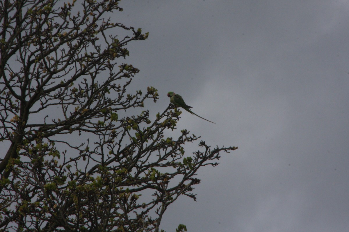 Alexandrine Parakeet - ML616638135