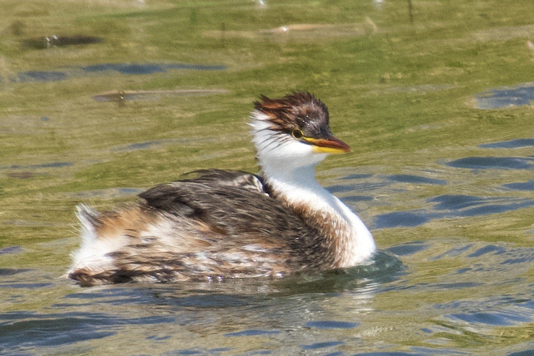 Titicaca Grebe - ML616638161