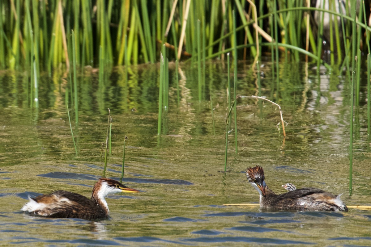 Titicaca Grebe - ML616638194