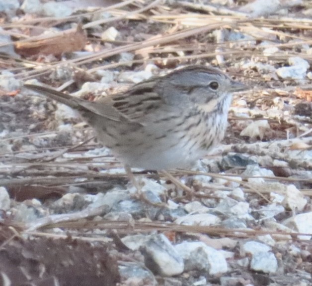 Lincoln's Sparrow - Nancy Salem