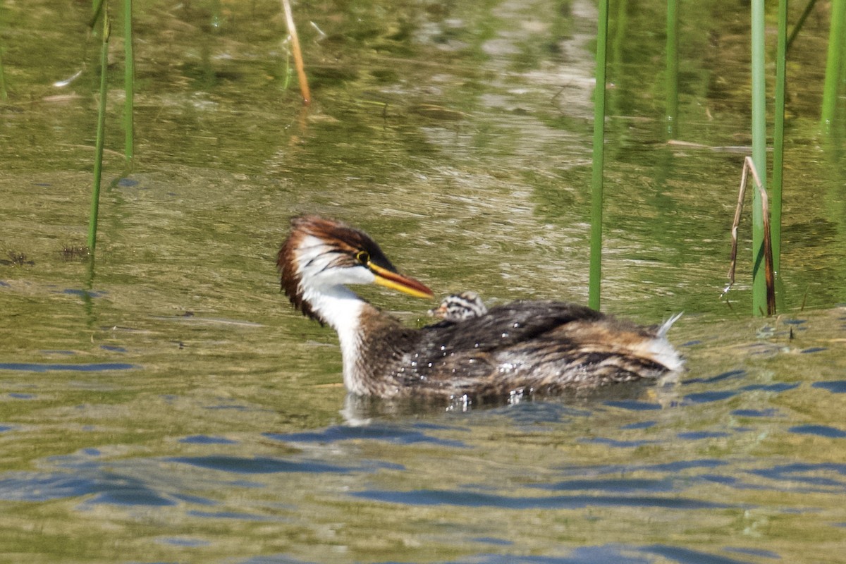 Titicaca Grebe - ML616638267