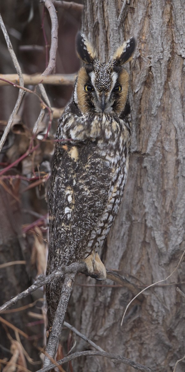 Long-eared Owl - ML616638330