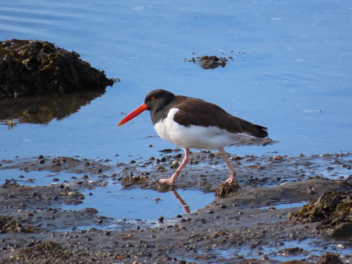 American Oystercatcher - Ginger Bernardin