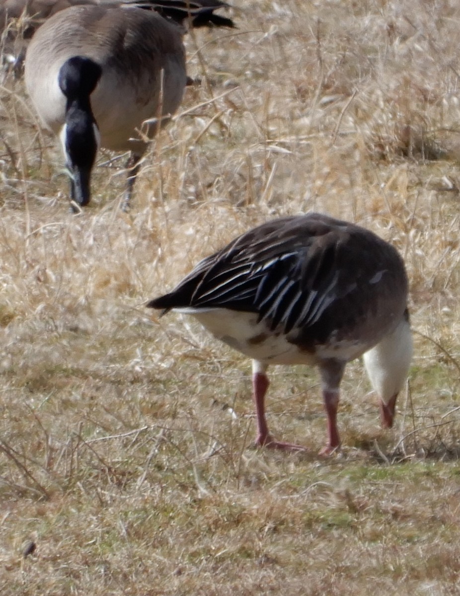 Snow Goose - ML616638392