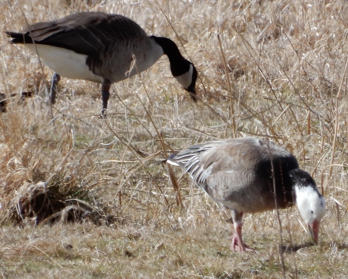 Snow Goose - ML616638393