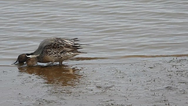 Northern Pintail - ML616638405