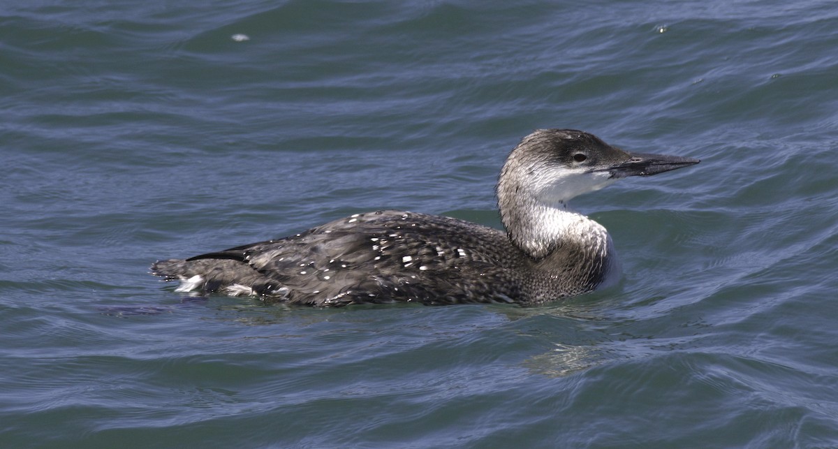 Common Loon - Sue Riffe