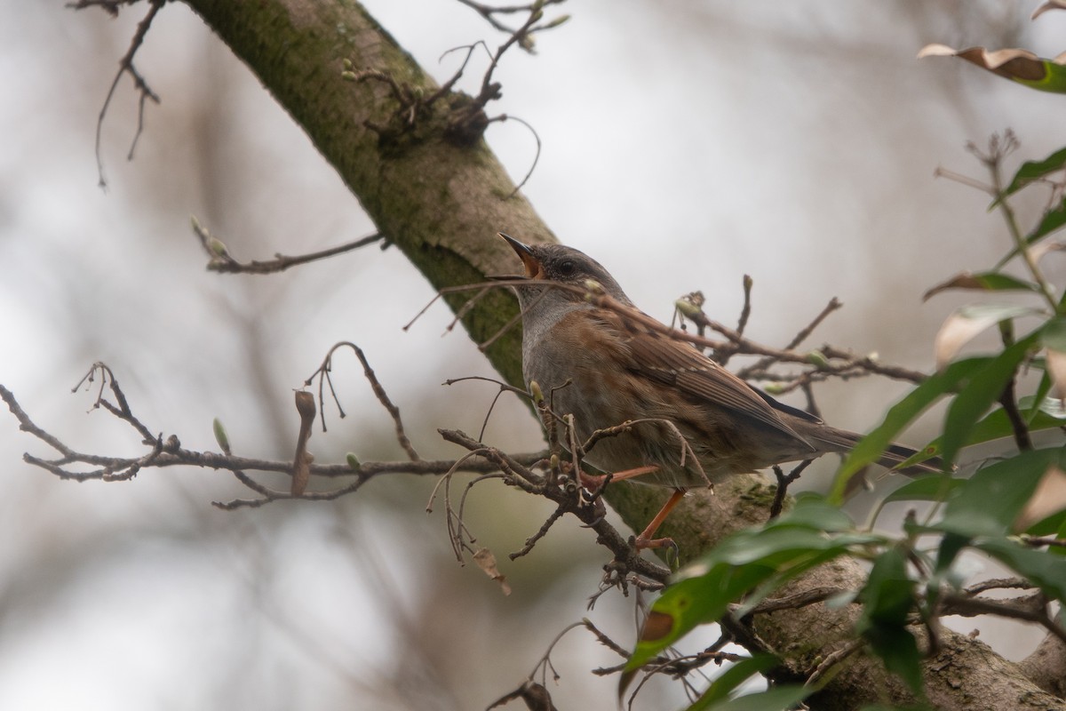 Dunnock - ML616638442