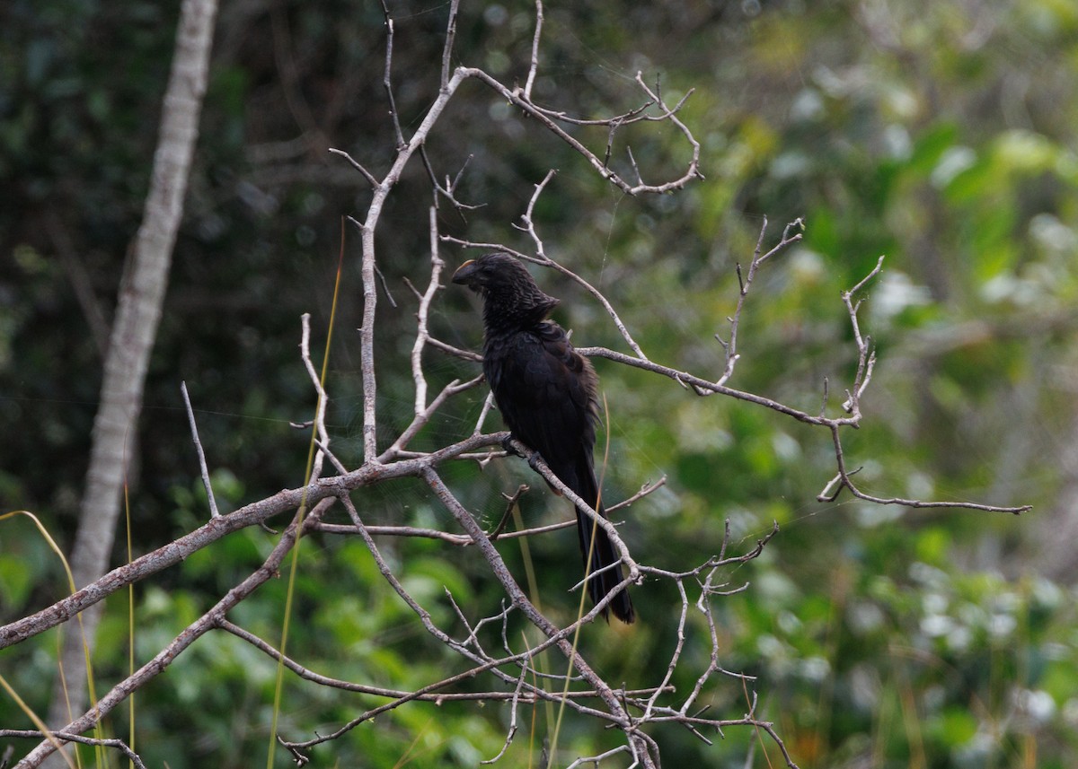 Smooth-billed Ani - Silvia Faustino Linhares