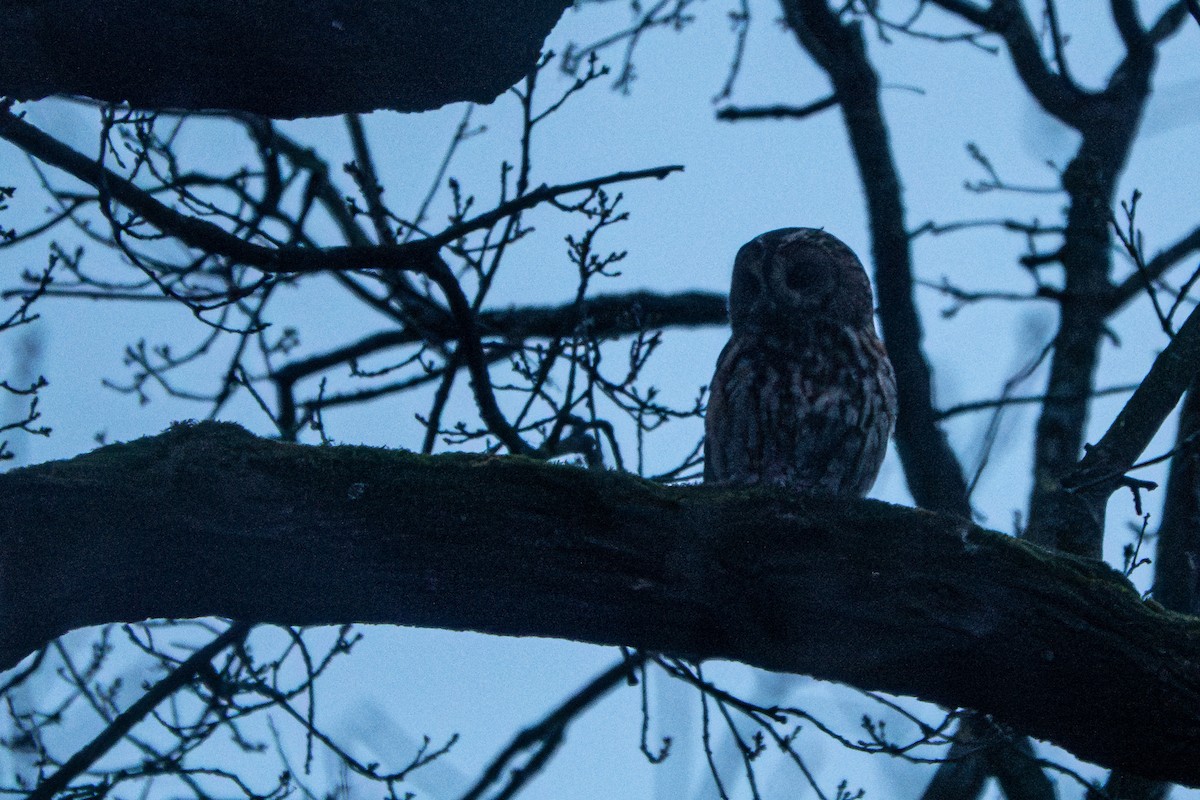 Tawny Owl - Vicente Pantoja Maggi