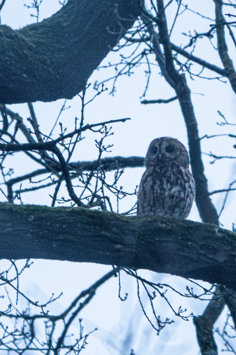 Tawny Owl - ML616638482