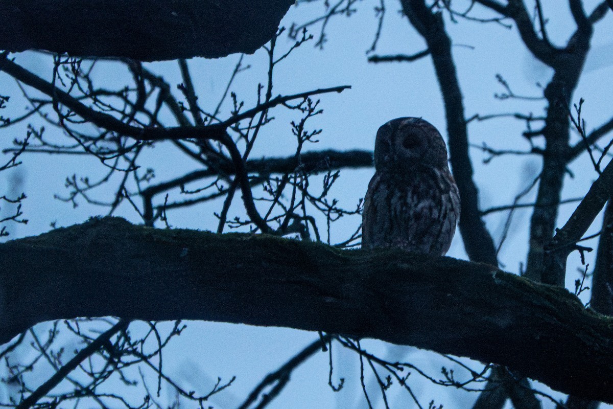 Tawny Owl - Vicente Pantoja Maggi