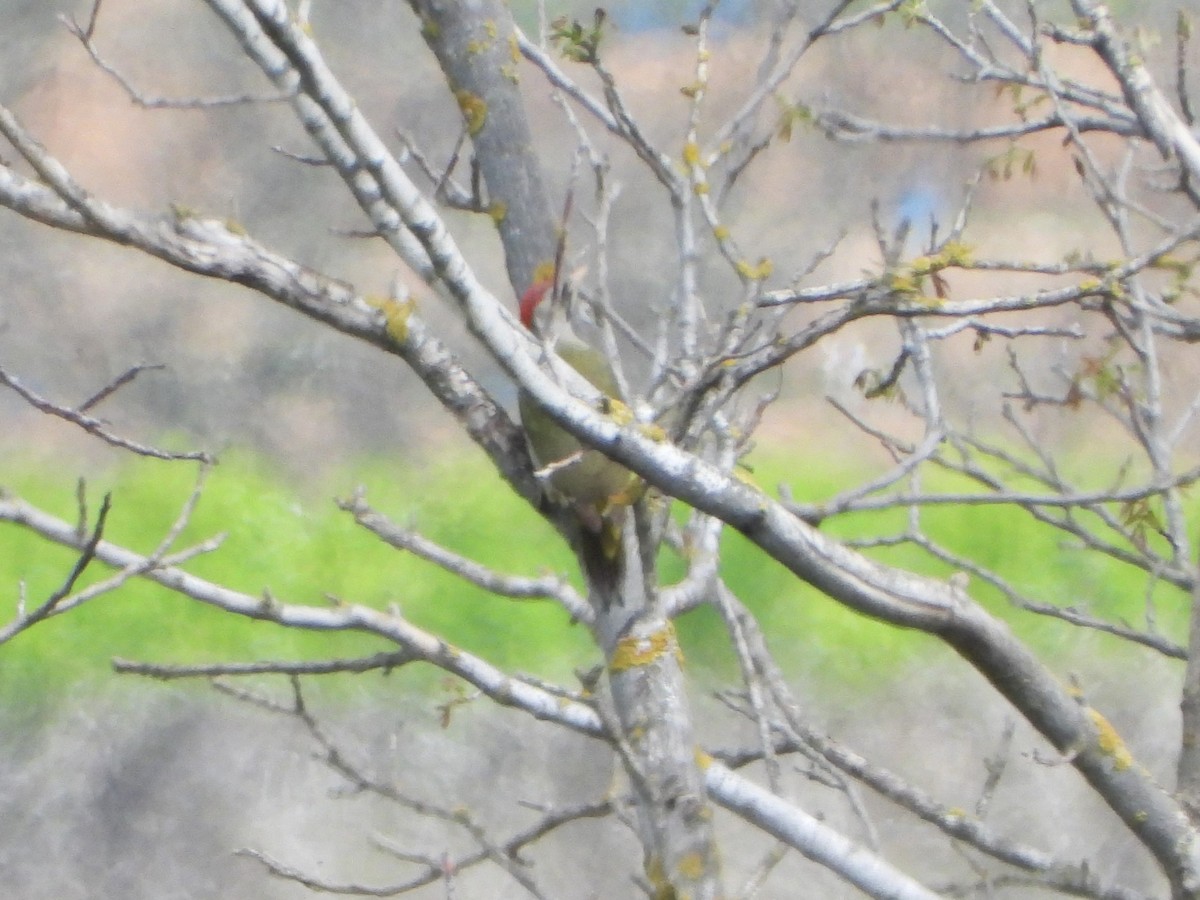 Iberian Green Woodpecker - ML616638512