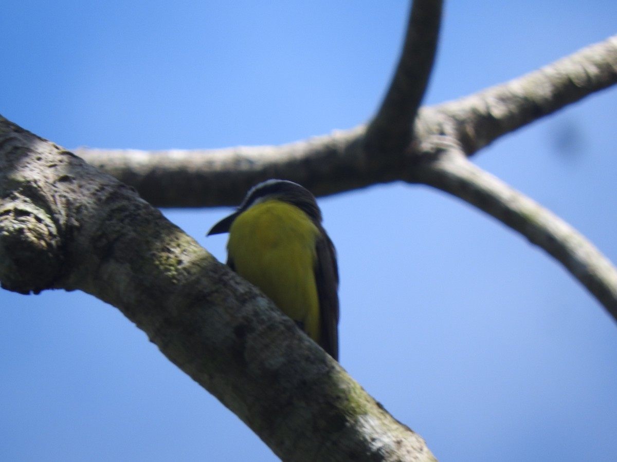 Boat-billed Flycatcher - ML616638519