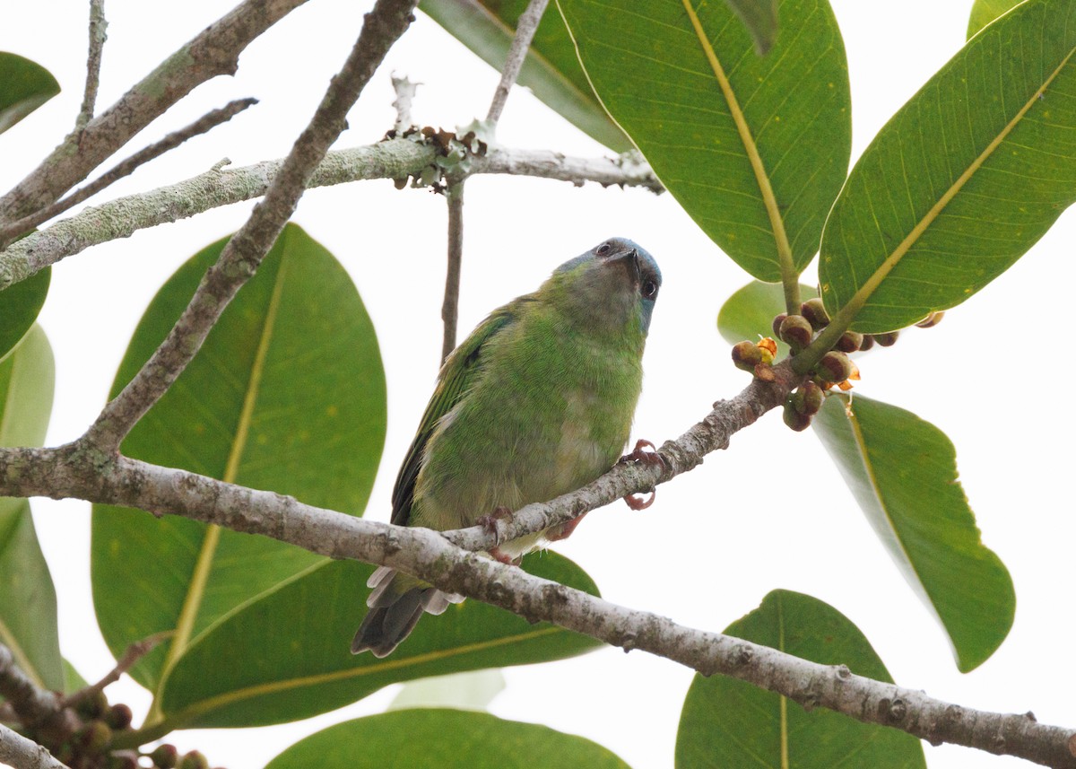 Blue Dacnis - Silvia Faustino Linhares