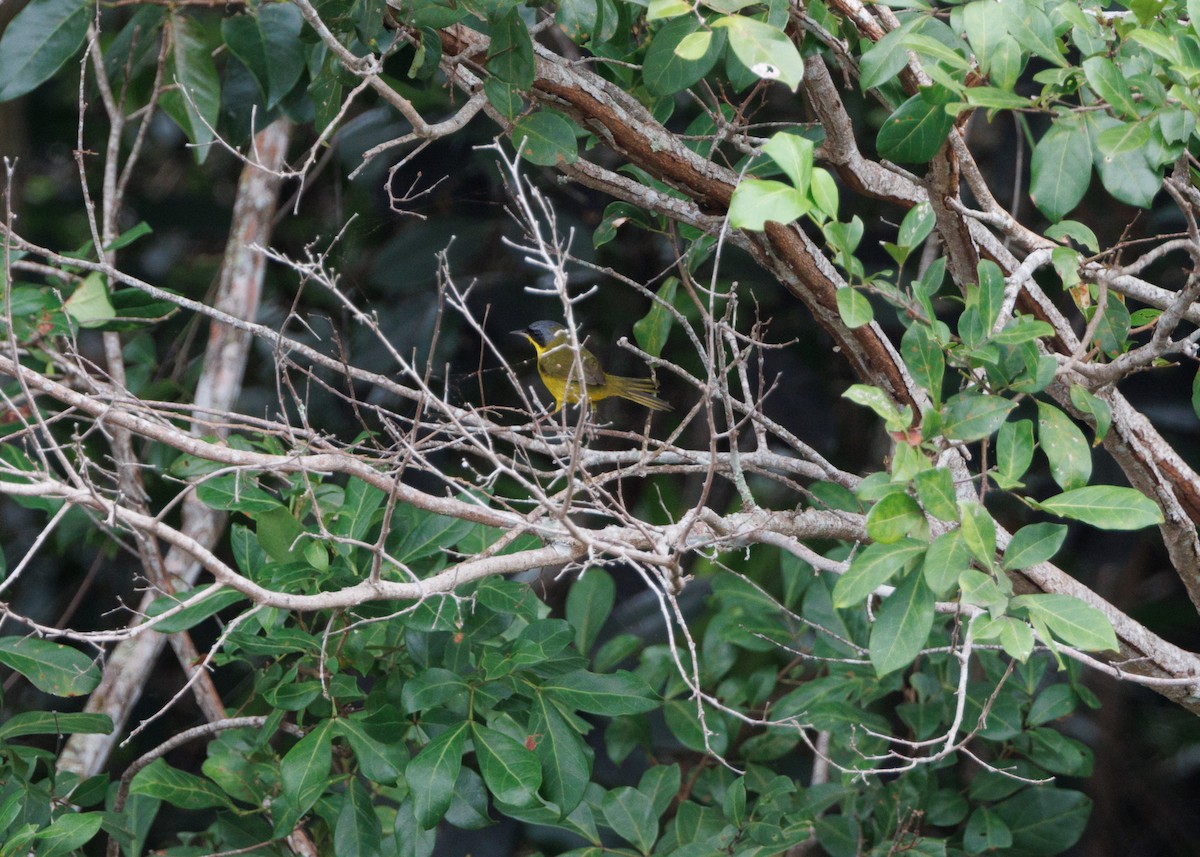 Southern Yellowthroat - Silvia Faustino Linhares