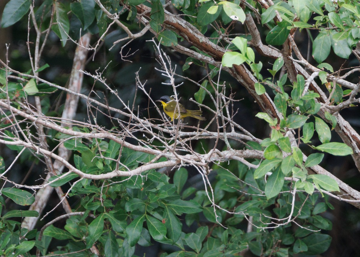 Southern Yellowthroat - ML616638562