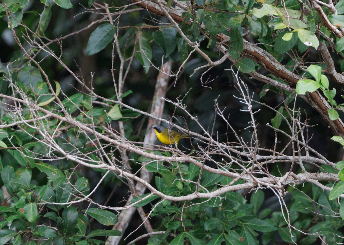 Southern Yellowthroat - ML616638563