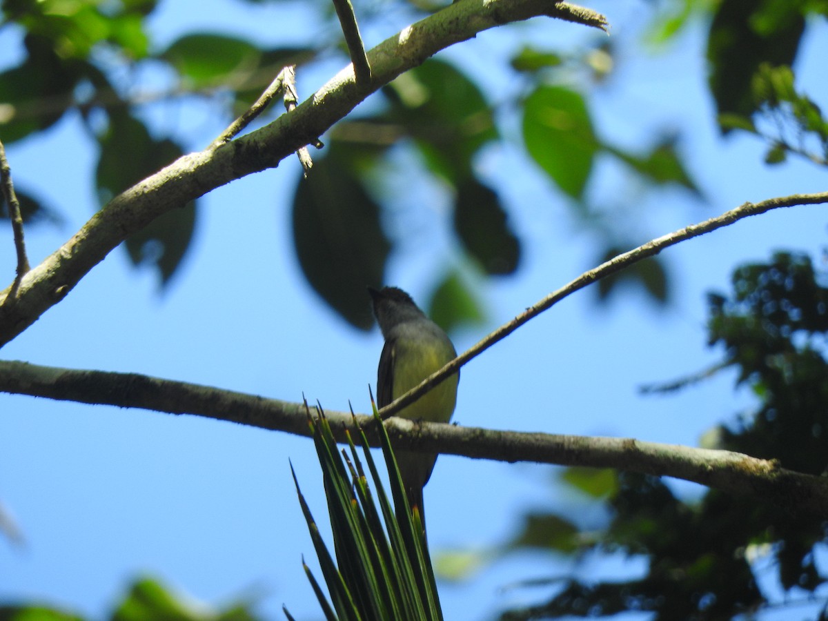 Dusky-capped Flycatcher - ML616638580