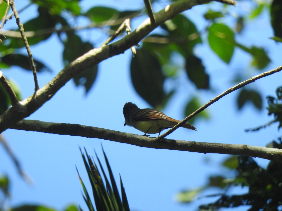 Dusky-capped Flycatcher - ML616638581