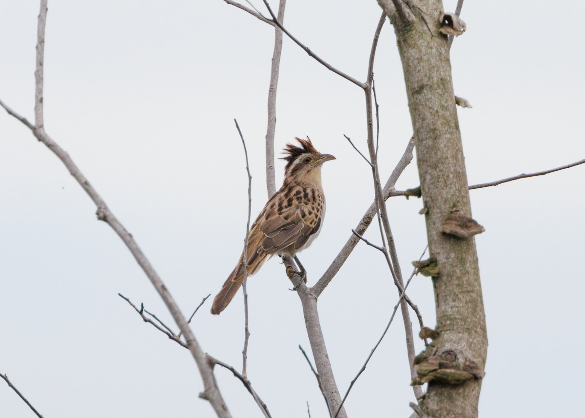 Striped Cuckoo - Silvia Faustino Linhares