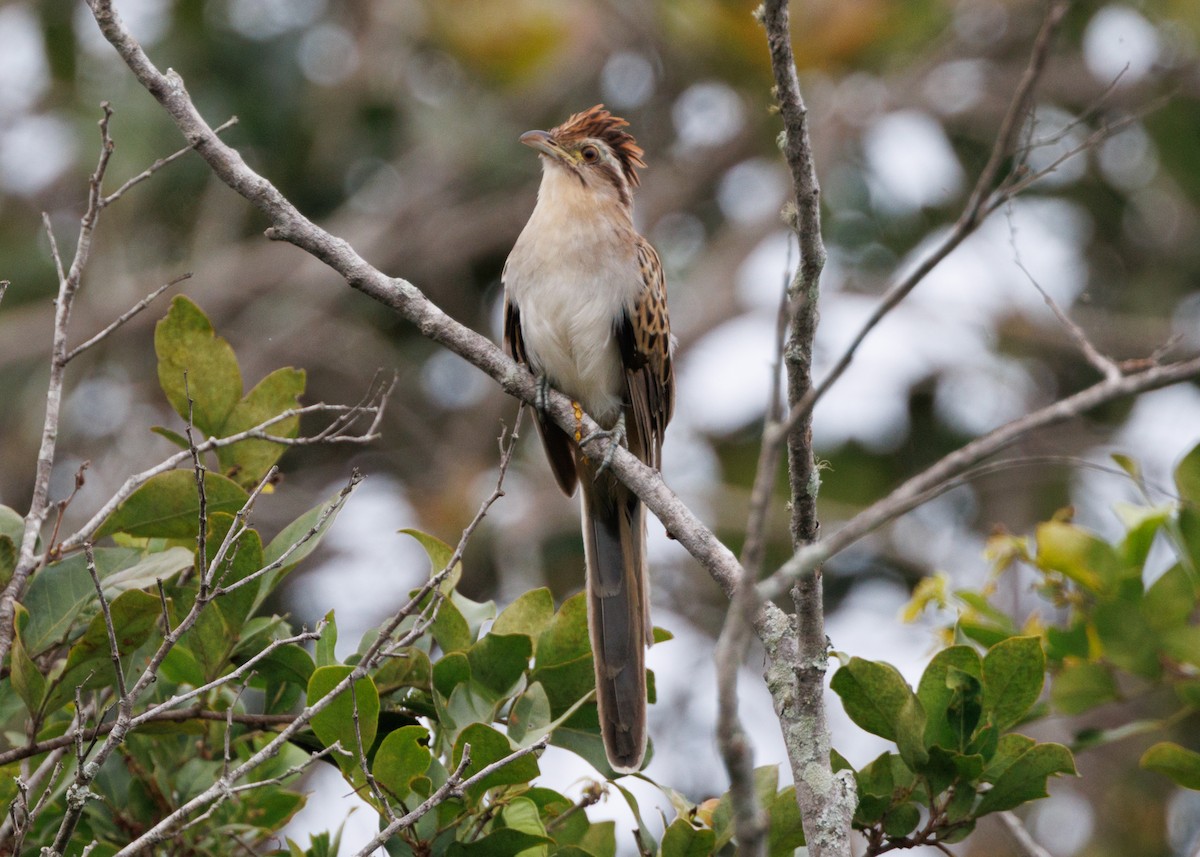 Striped Cuckoo - Silvia Faustino Linhares