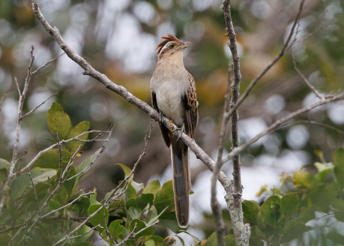 Striped Cuckoo - ML616638602