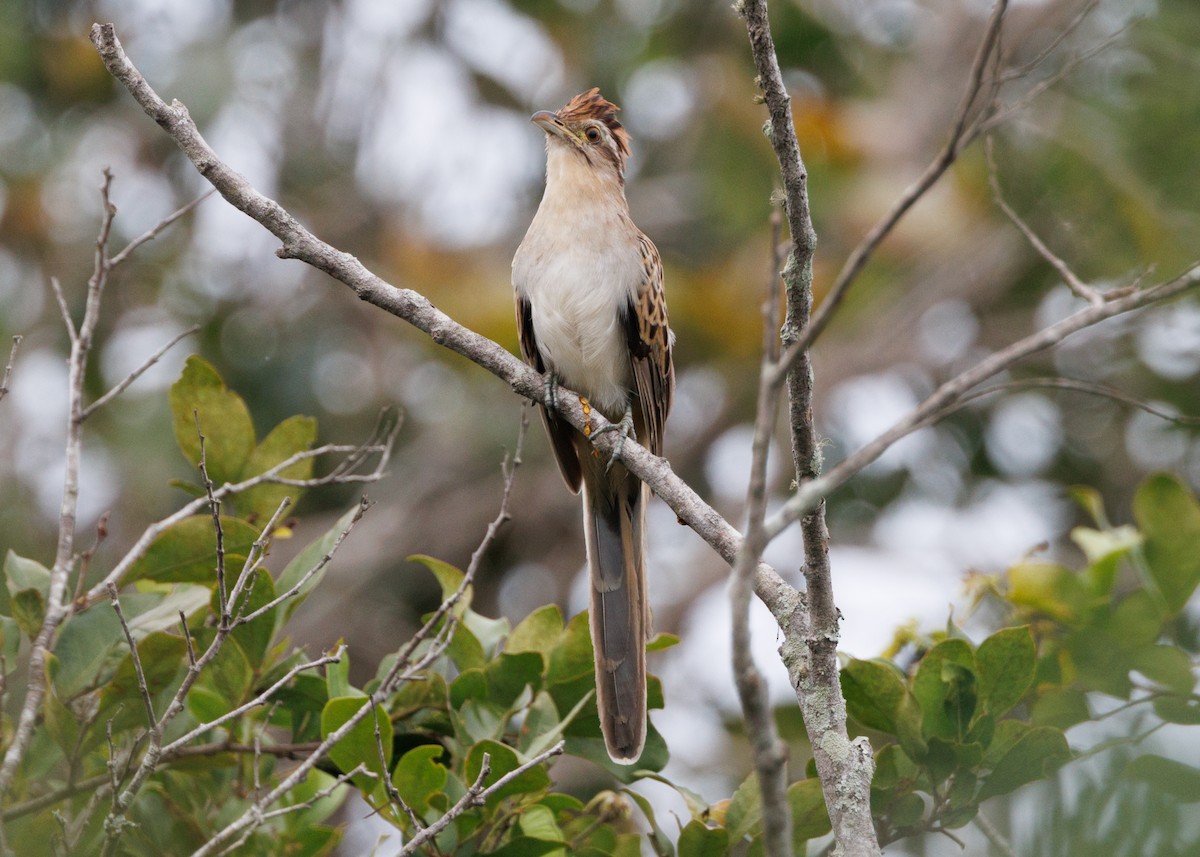 Striped Cuckoo - Silvia Faustino Linhares