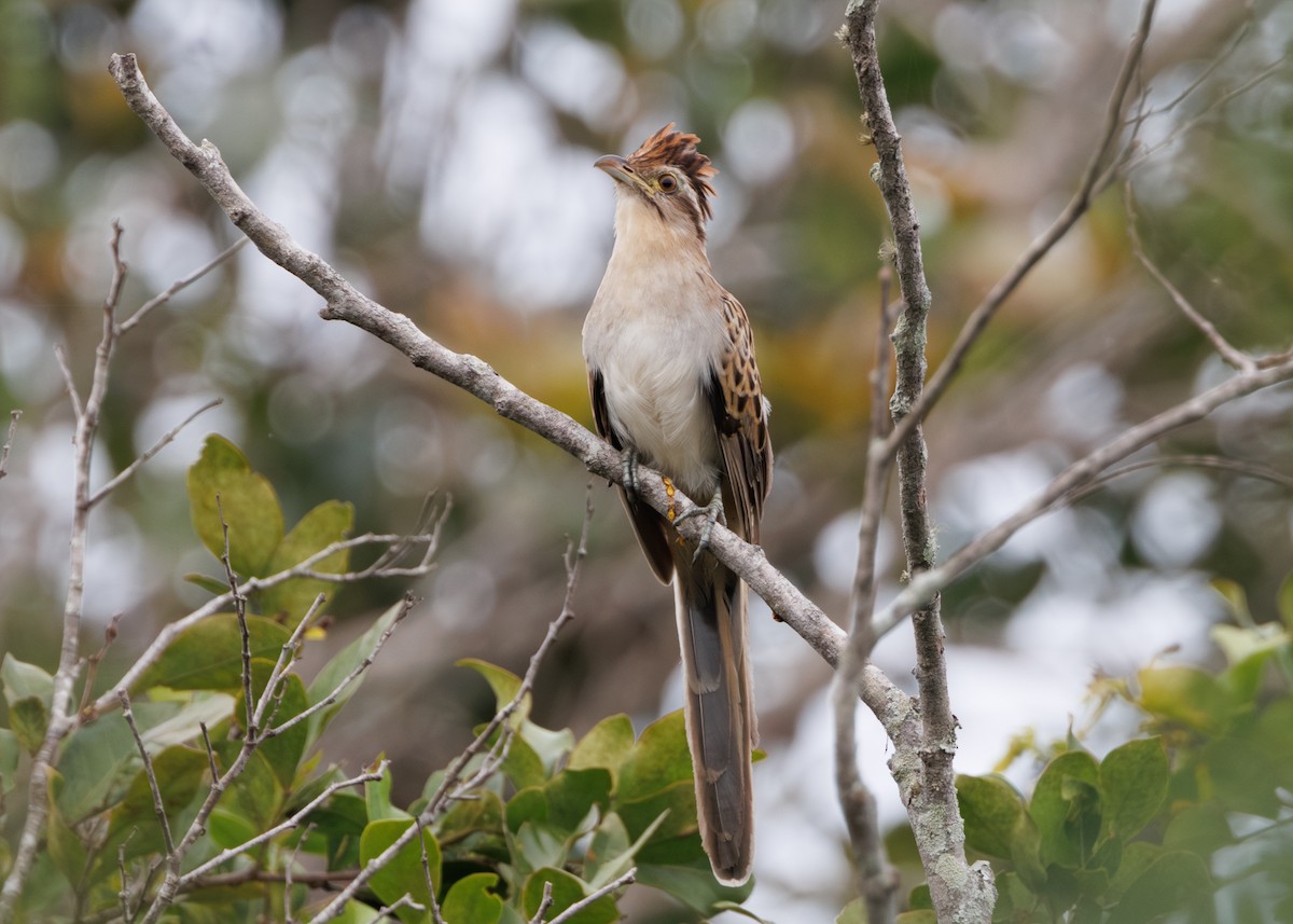 Striped Cuckoo - Silvia Faustino Linhares