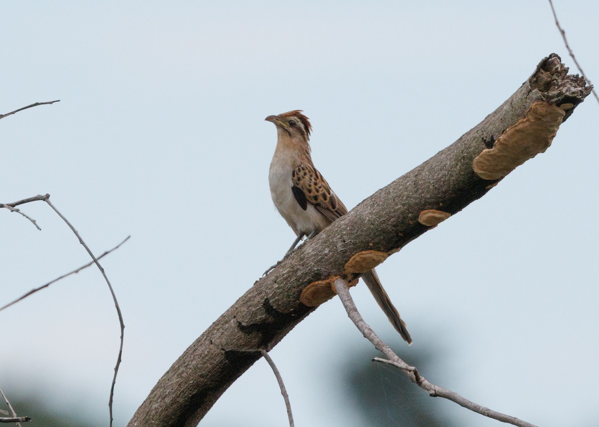 Striped Cuckoo - Silvia Faustino Linhares