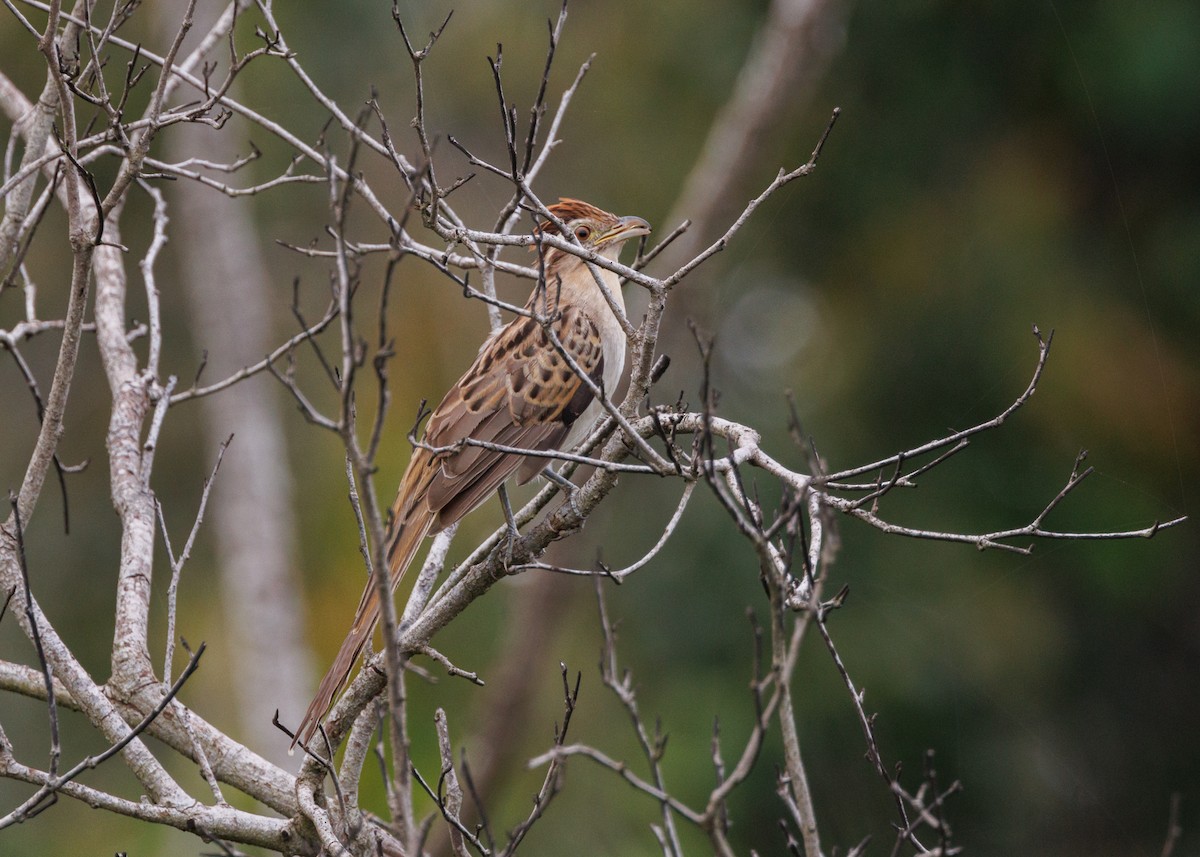 Striped Cuckoo - ML616638612