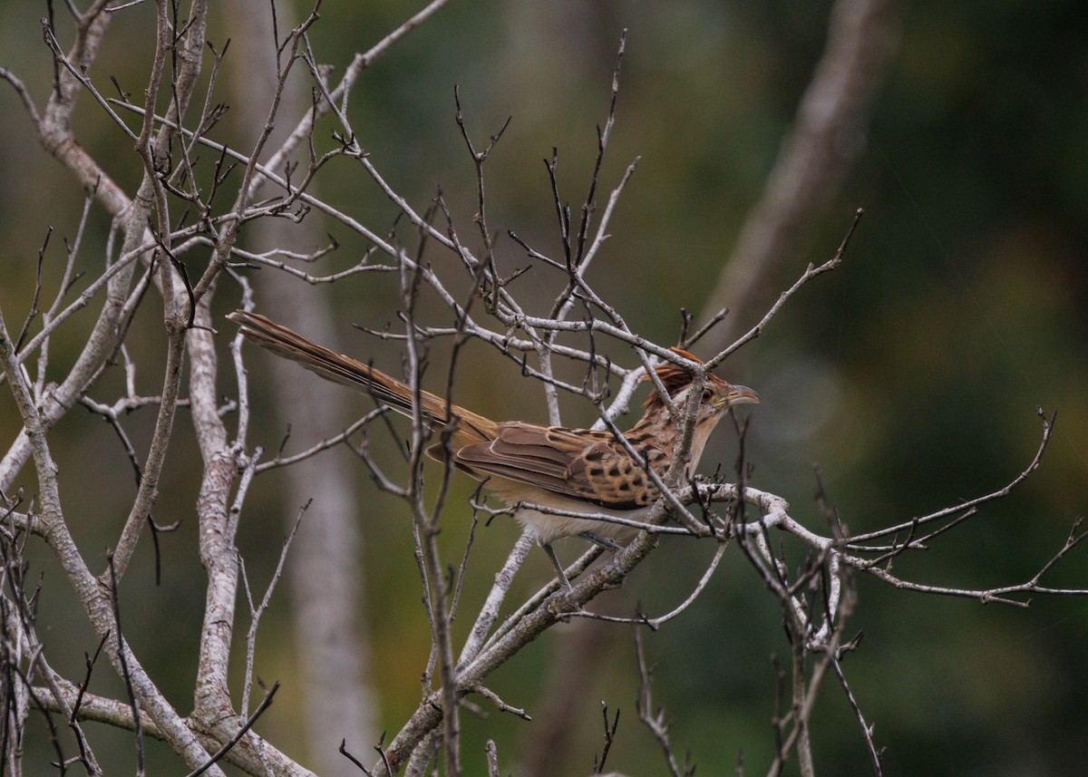 Striped Cuckoo - ML616638613